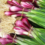 Green-Onion
